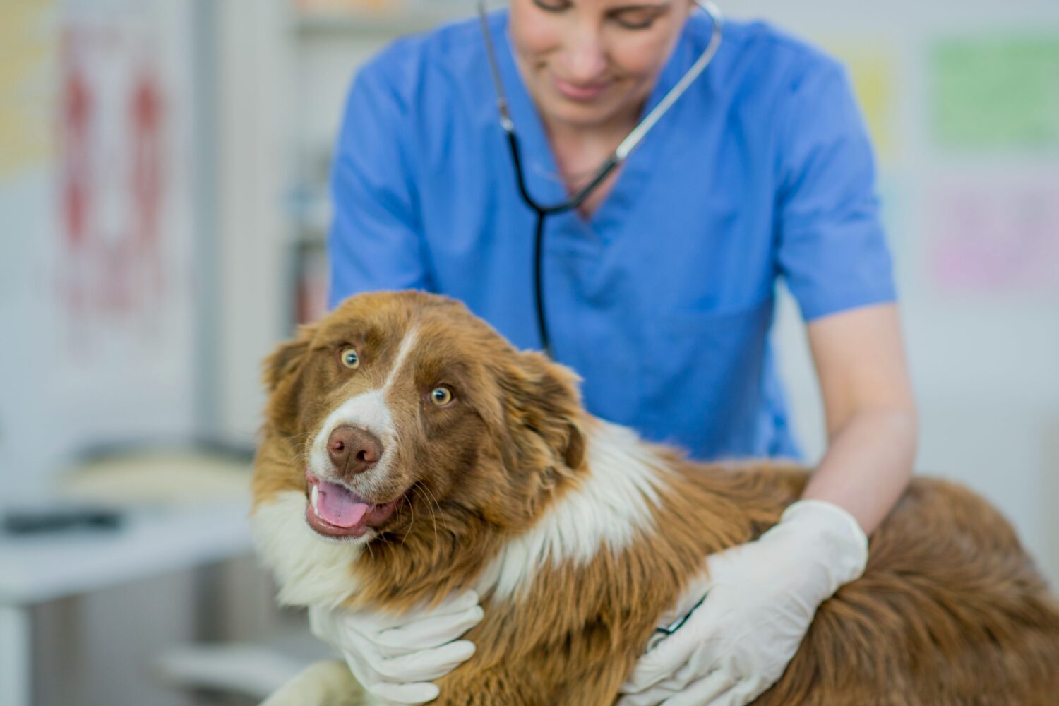 Why You Might Need to Take Your Pet to an Urgent Vet Thunder Bay