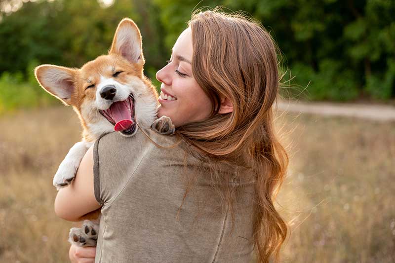 A corgie being held in a field A corgie being held in a field