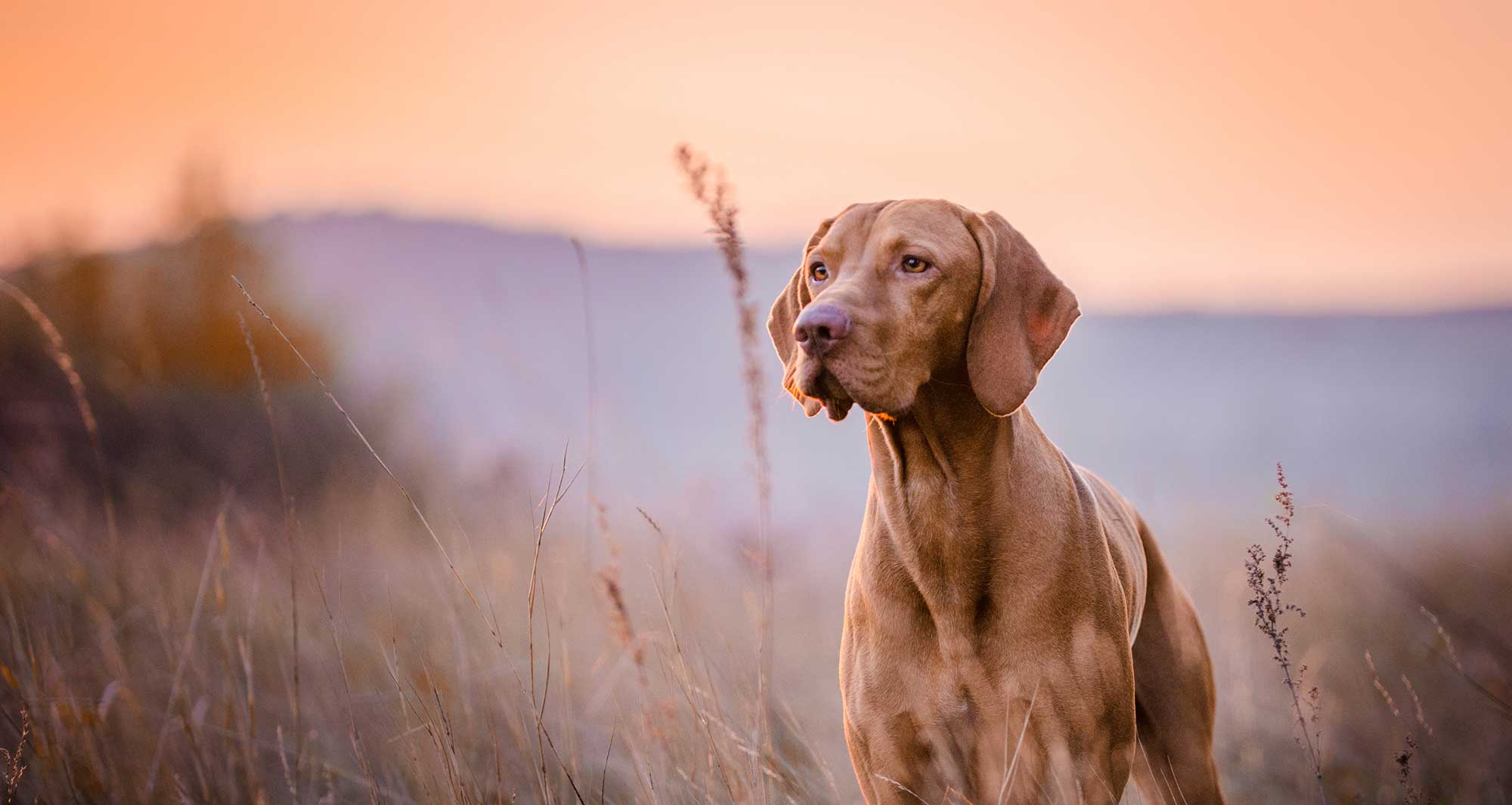 A hunting dog backlit by a sunset