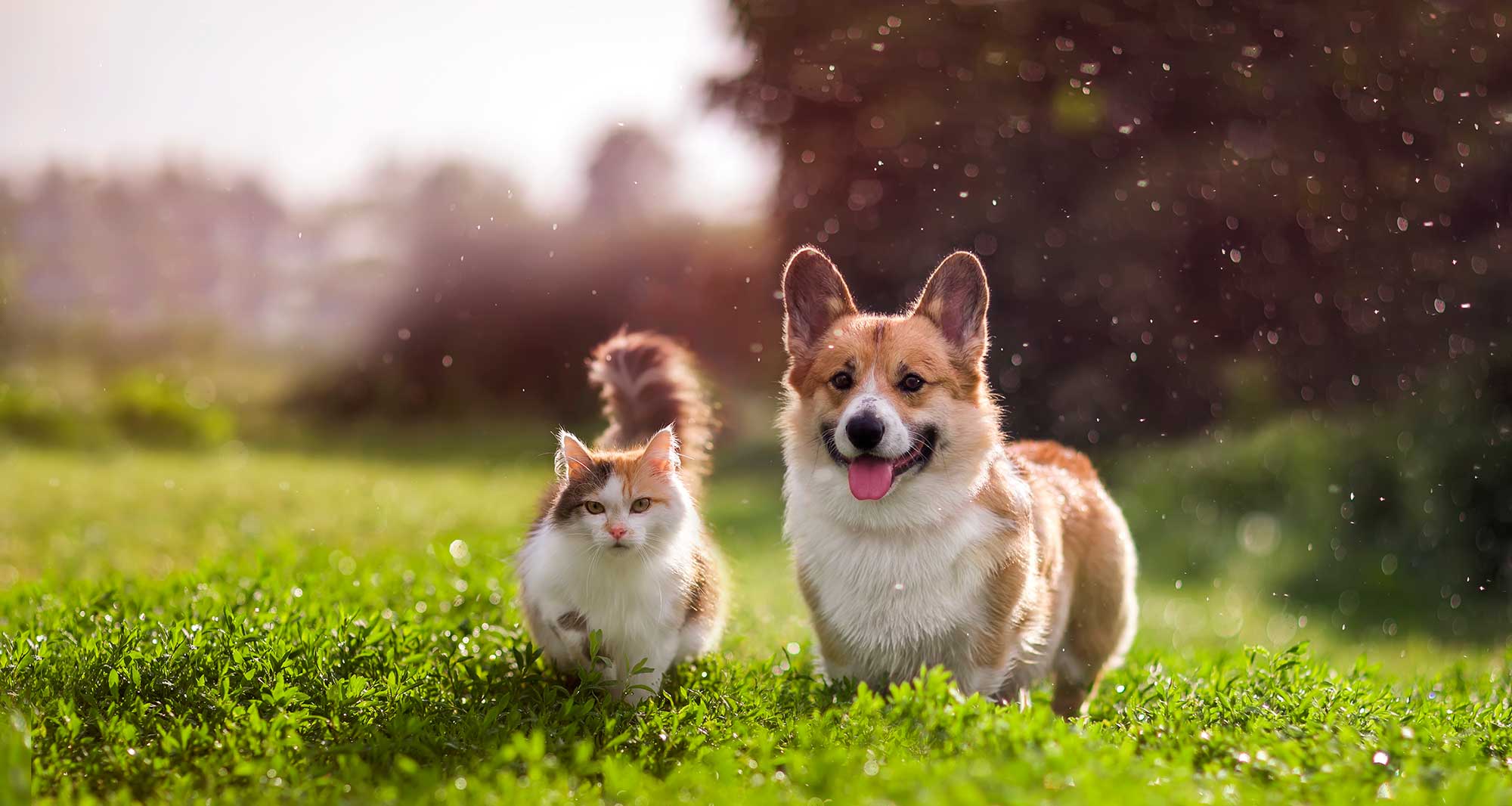 A dog and cat running in a field